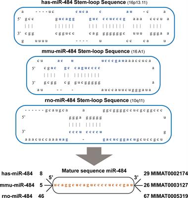 miR-484: A Potential Biomarker in Health and Disease